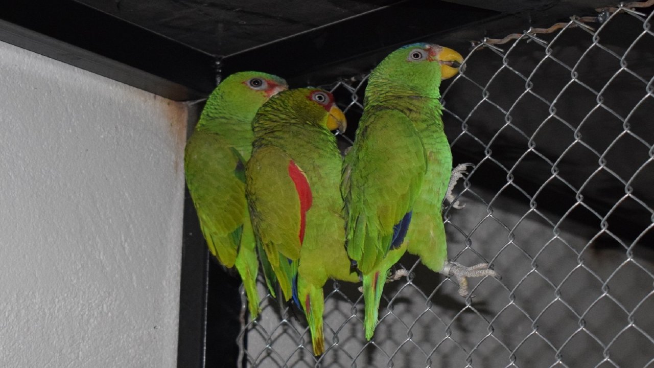 Заплењени заштићени папагаји