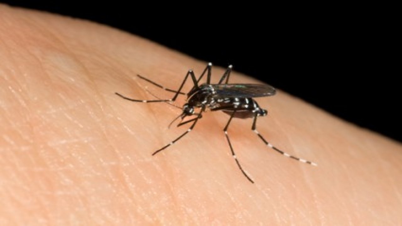 Сузбијање комараца у Бајмоку од 18. јуна