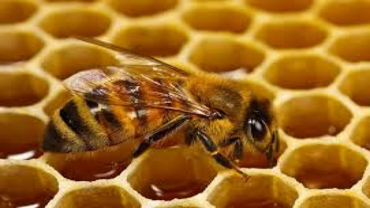 „Сачувај пчеле – сачувај себе!“