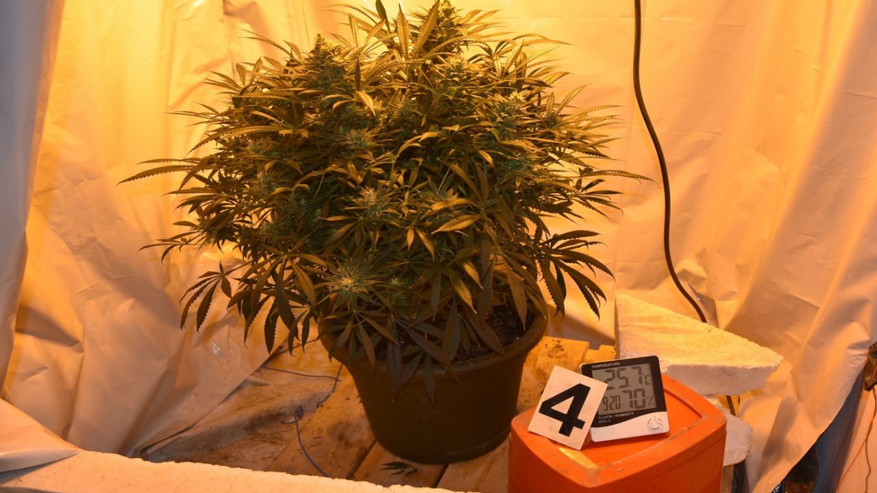 Полиција открила две мини лабораторије за узгој марихуане