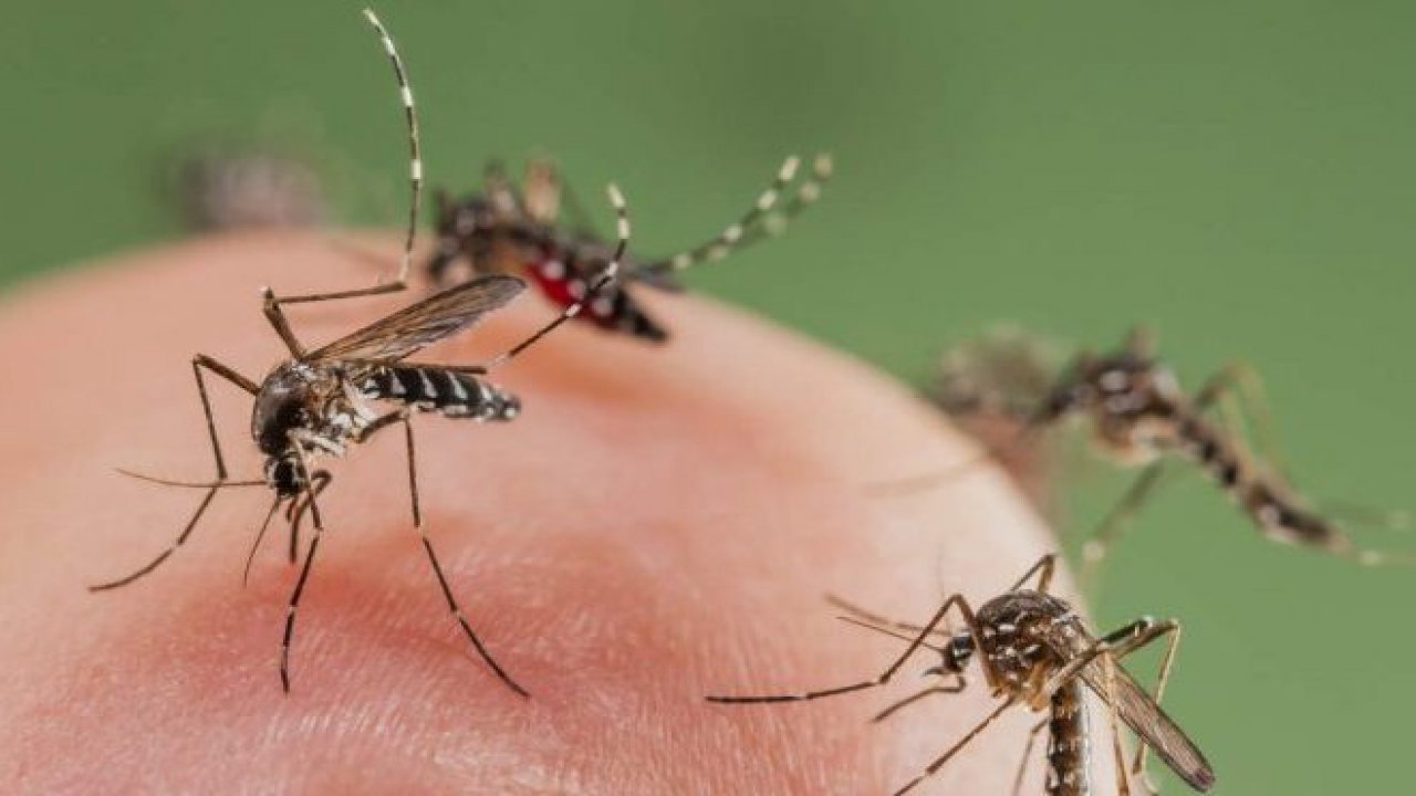 У комарцима потврђено присуство грознице Западног Нила