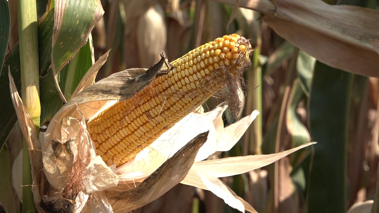 Жетва кукуруза прилика за пољопривреднике