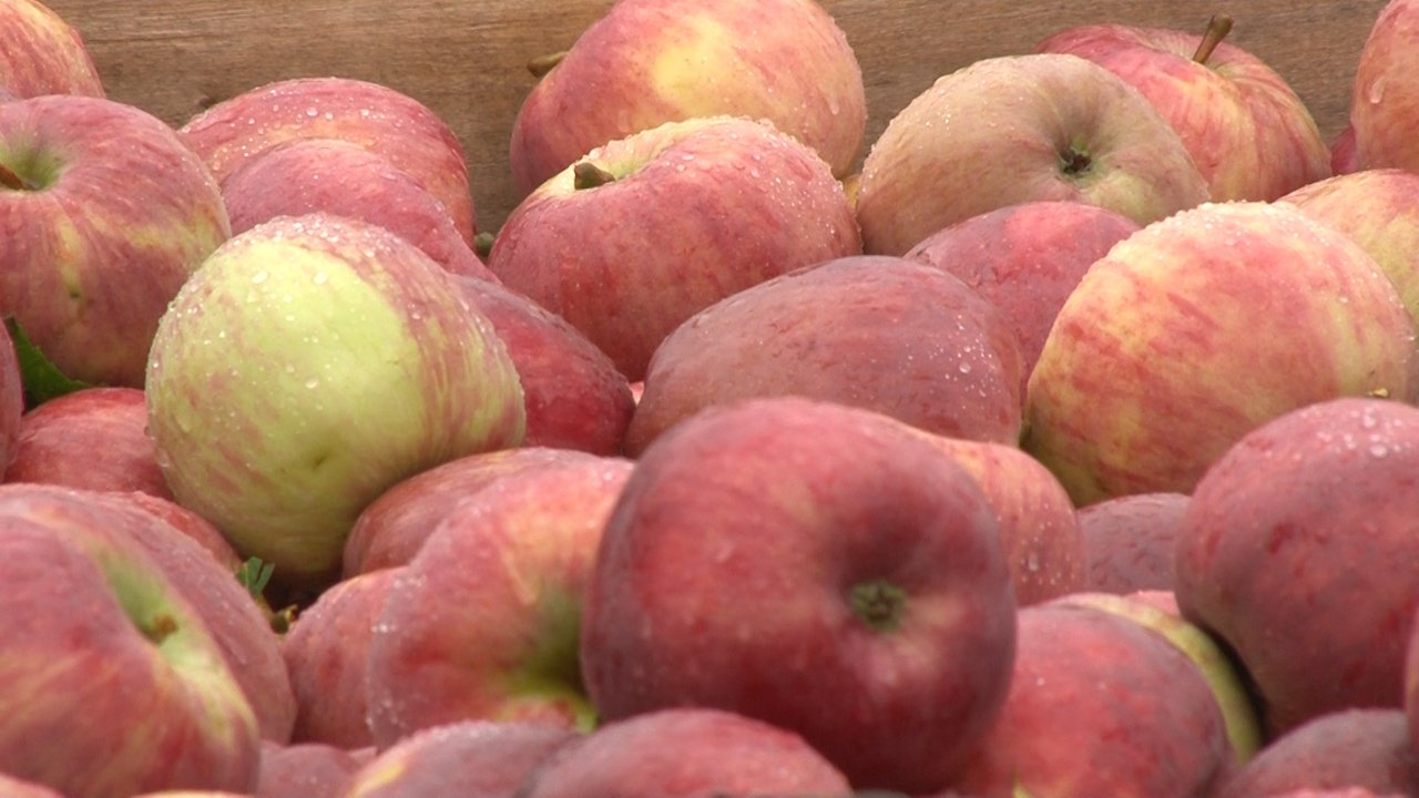 Цена јабуке и ове године недовољна да покрије трошкове
