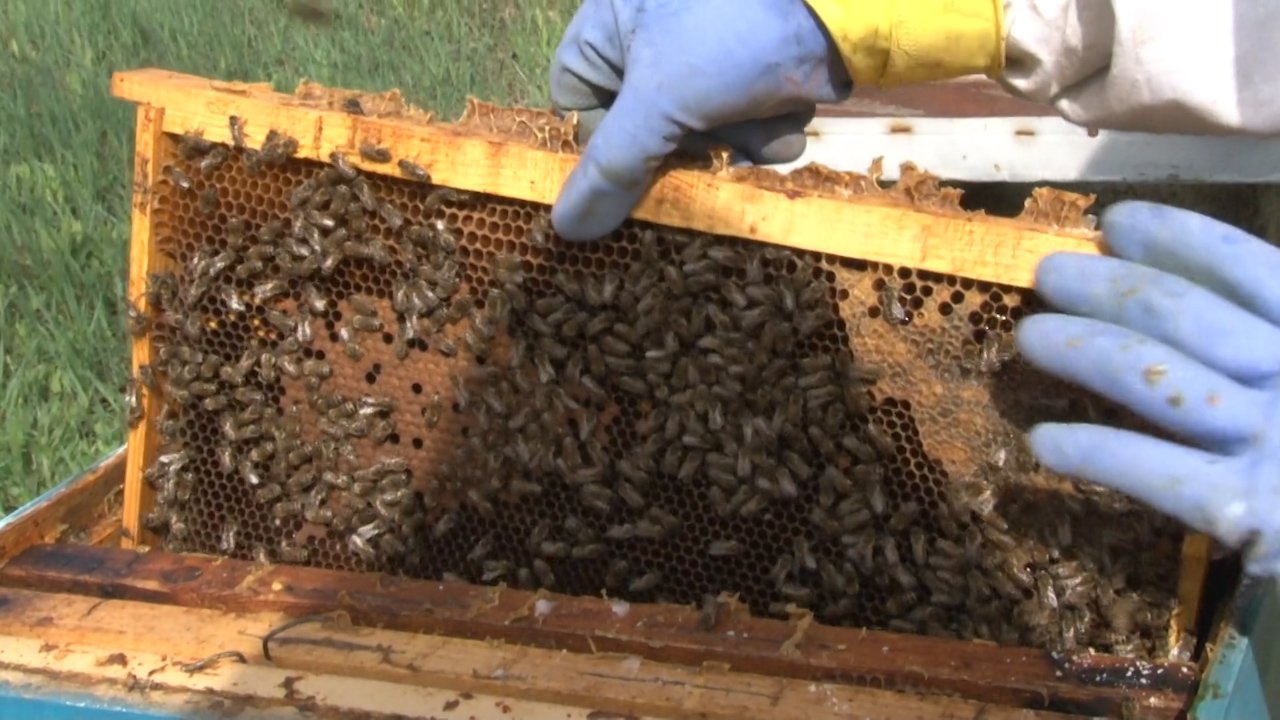 Пчелама потребна прихрана