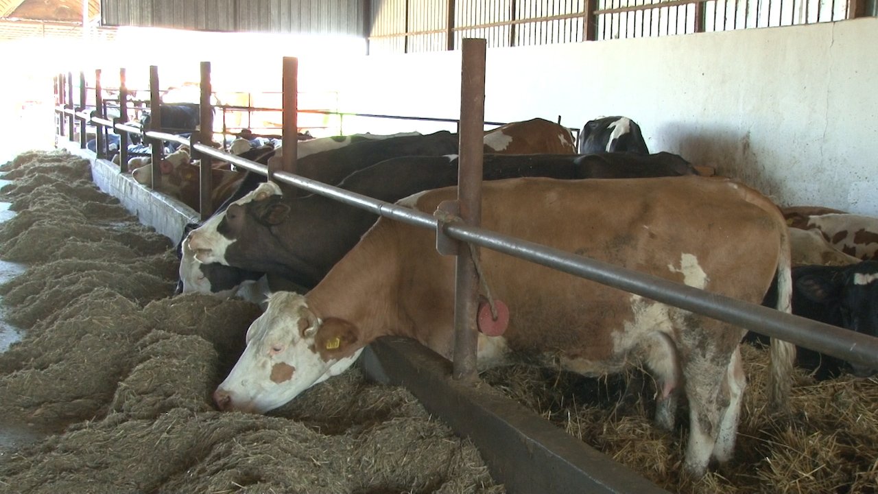 Фарма Брајков унапређује млечно говедарство