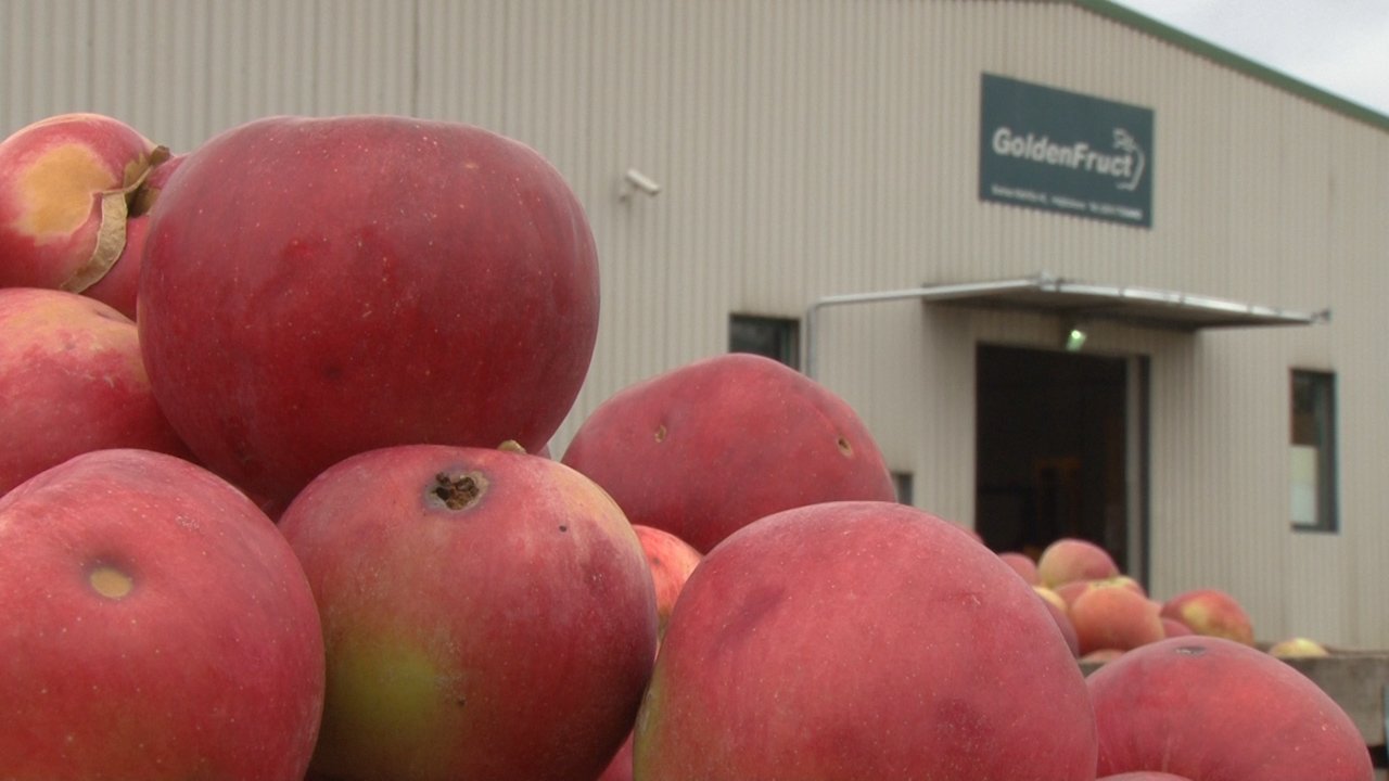 Цена јабуке ниска, произвођачи чекају већу потражњу