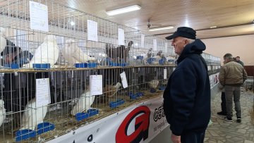 Више од 500 експоната на овогодишњој изложби голубова и живине