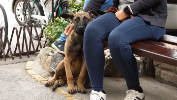 Како расхладити кућне љубимце током врелих летњих дана?