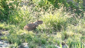 У Зоолошки врт пристигла два нова становника