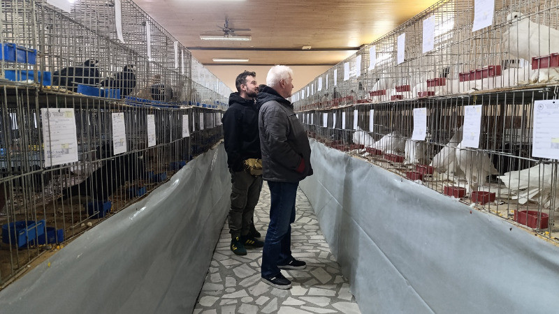 Нови Бечеј по 42. пут окупио љубитеље голубова и живине