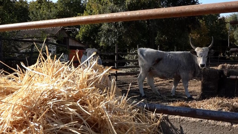 Расписан Јавни позив за подстицаје за очување животињских генетичких ресурса