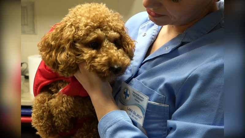 Важан апел ветеринара због употребе пиротехнике