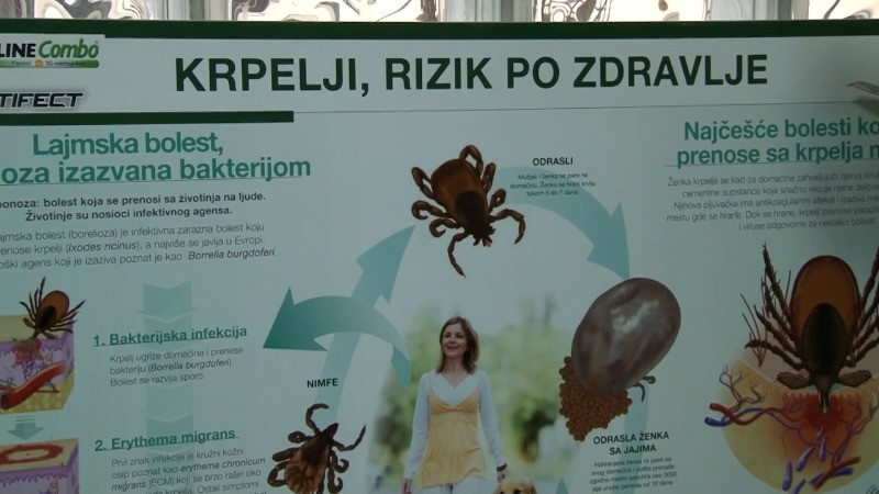 Лајмска болест: први знаци, превенција и шта урадити након уједа крпеља