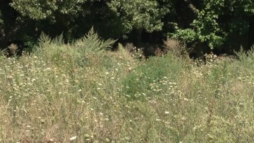 У току кошење амброзије