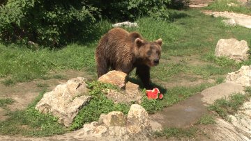 Како се расхлађују становници ЗОО врта?