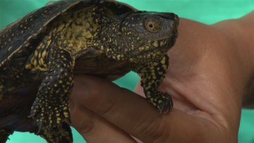 Популација барских корњача у опадању 