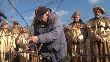 Винова лоза у добром стању 