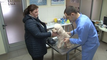 Иако је зима, крпеља има