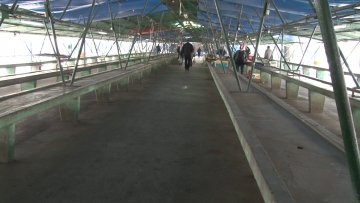 Дебели минус испразнио пијацу