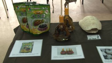 Корњаче и папагаји најчешће на мети кријумчара