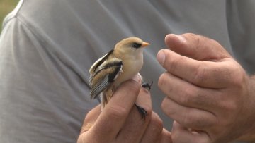 Прстеновање птица ради лакшег праћења