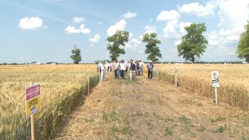 Жетва јечма почела, следеће недеље репица и пшеница