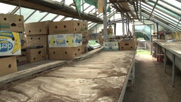 Реновирањем стакленика-бољи услови за узгој биљака