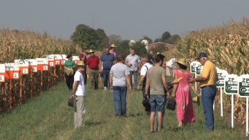 Очекују се добри приноси кукуруза