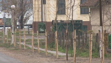 Обновљен дрворед у Језерској улици