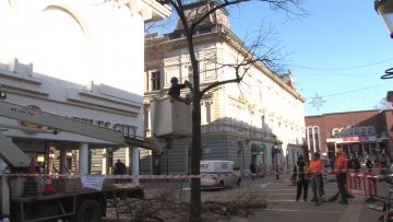 Сеча липа на Корзоу узнемирила грађане