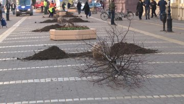 Почела садња новог дрвореда липе