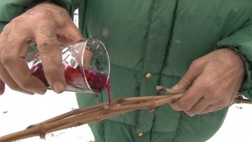 Витезови вина обележили Светог Винка и прославили пунолетство