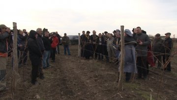 Орезивање винограда у Бајмоку