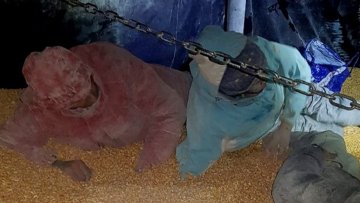 Мигранти у товару меркантилног кукуруза