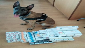 Царински пас у командној табли открио кријумчарене цигарете