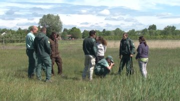 Галебова и чапљи све више на  заштићеним подручјима 