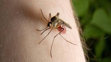 Сузбијање комараца од следеће недеље