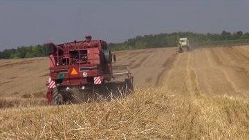 Жетва у пуном јеку