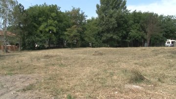 У току кошење амброзије