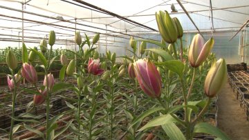 Мирисни љиљани из Суботице красе домове широм Србије