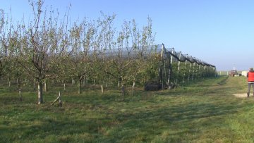 Сезона бербе воћа при крају