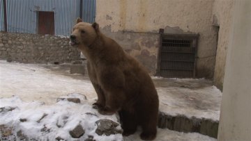 Зима у Зоо врту Палић