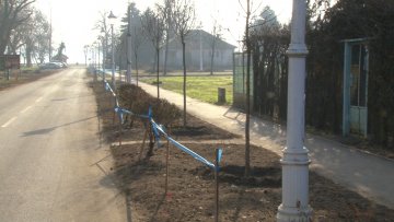 Обнавља се дрворед на Палићу
