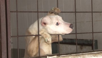 Удомите пса из Прихватилишта