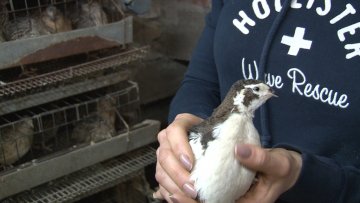 Јапанске препелице – љубав и хоби наше суграђанке