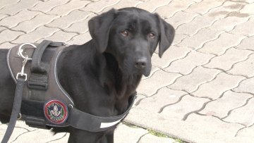Пси „цариници“ успешно откривају наркотике и цигарете