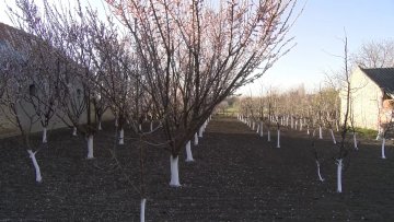 Блага зима за воћке није била најповољнија