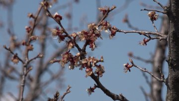 Кајсије без рода ове године