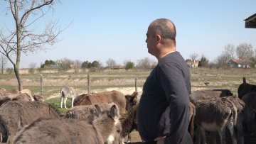 Од носталгије за родним крајем до фарме магараца