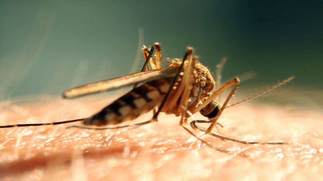 Сузбијање комараца од 13. до 19. јула